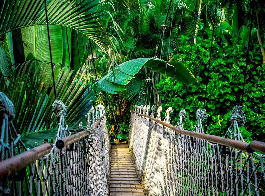 Amazon Rainforest guide