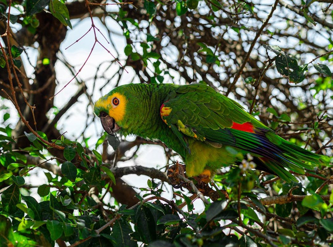 Pronouce Zethazinco Wiliananne Parrot Price Assessment