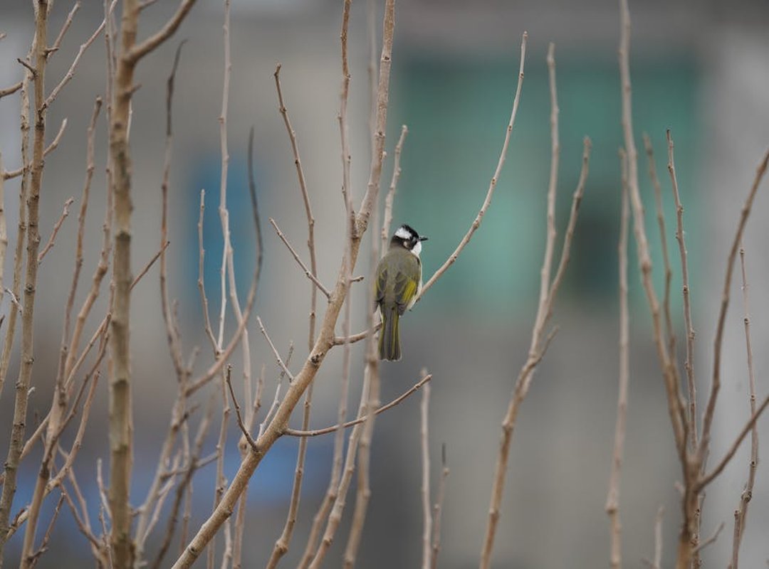 Pronouce Zethazinco Wiliananne Parrot Price Assessment