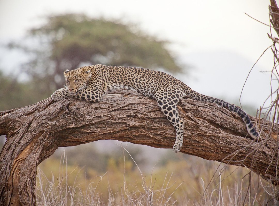 safari packing essentials